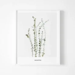Poster - 'Eucalyptus'